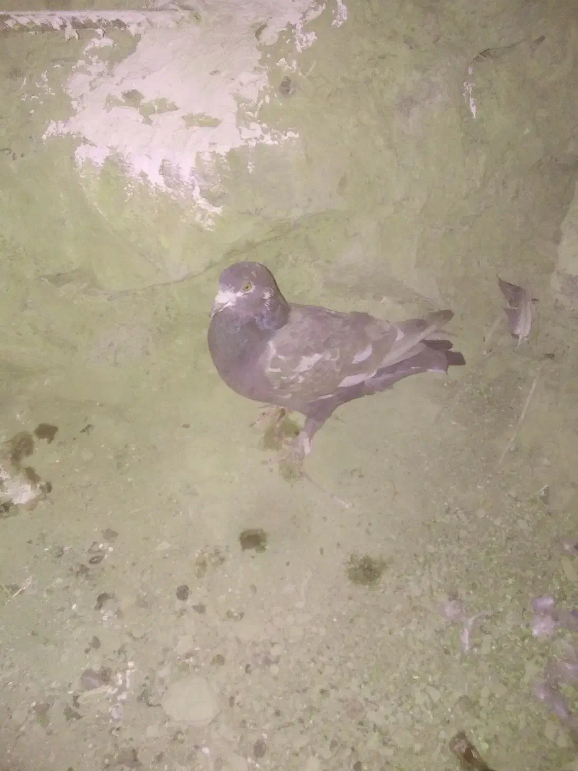 کبوتر|پرنده|درمیان, |دیوار