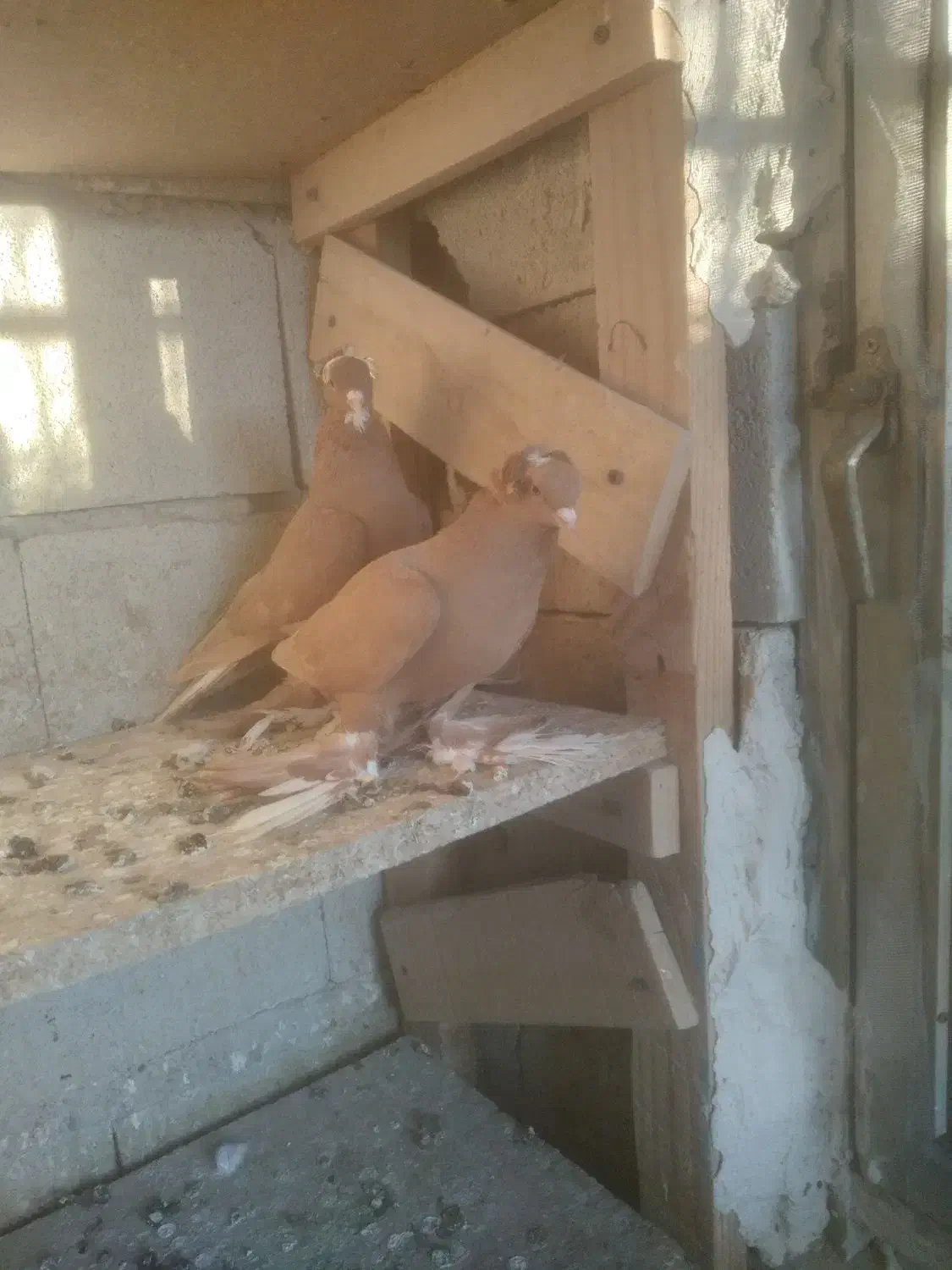 ساری  آغ قویروخ|پرنده|باسمنج, |دیوار