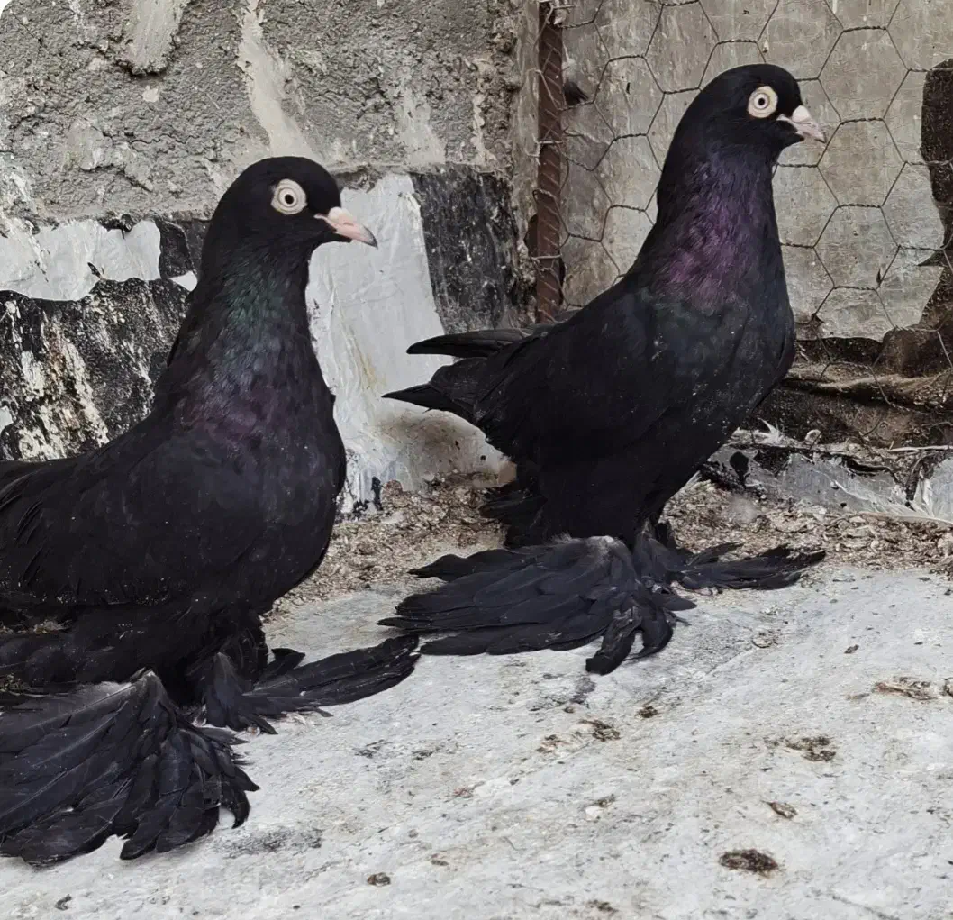 کبوتر قره وقرمز|پرنده|اهر, |دیوار