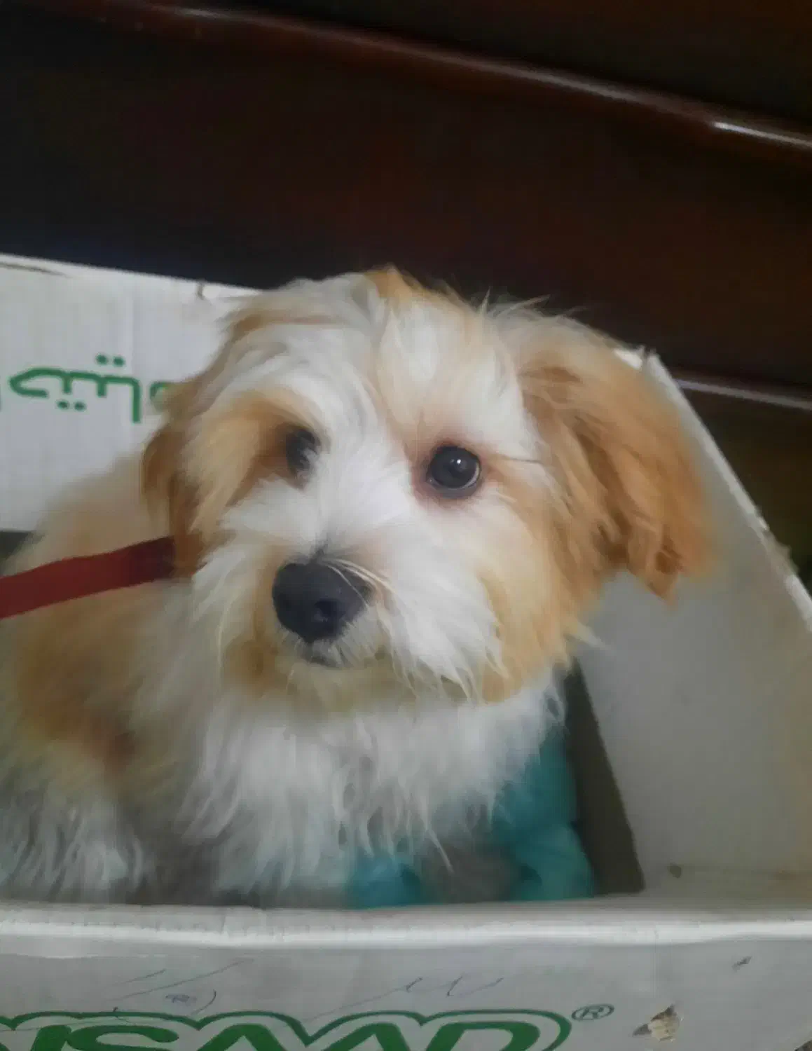 سگ‌ خانگی|سگ|رشت, باهنر|دیوار