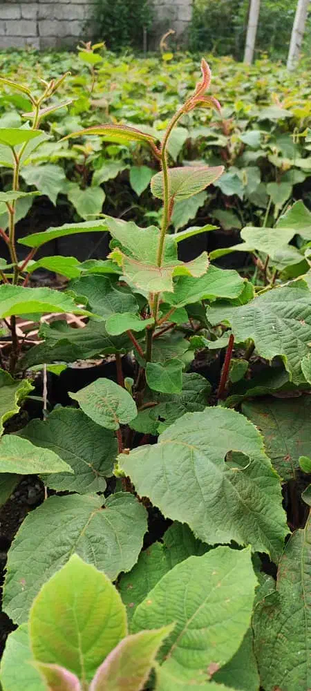نهال تلخ کیوی|خدمات باغبانی و درختکاری|چوبر, |دیوار