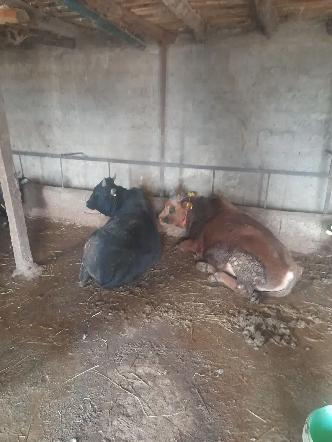 ۱۰ عدد گاو گوساله نر کردی و دورگ|حیوانات مزرعه|رستمآباد, |دیوار