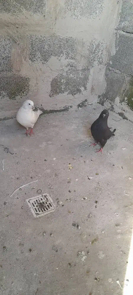 معاوضه یک جفت کبوتر با مرغ عشق|پرنده|بندرعباس, |دیوار