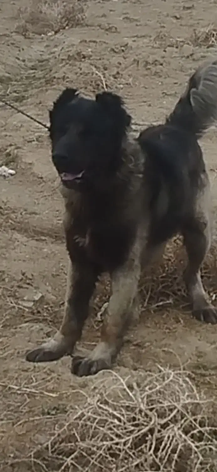 واگذاری سگ سراب|سگ|ورامین, ورامین|دیوار