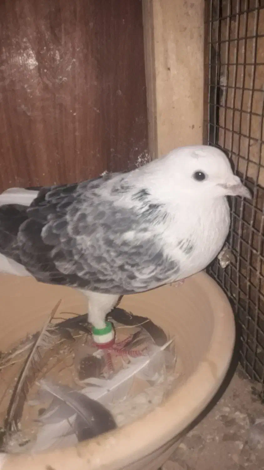 کفتر|پرنده|قم, صدوق|دیوار