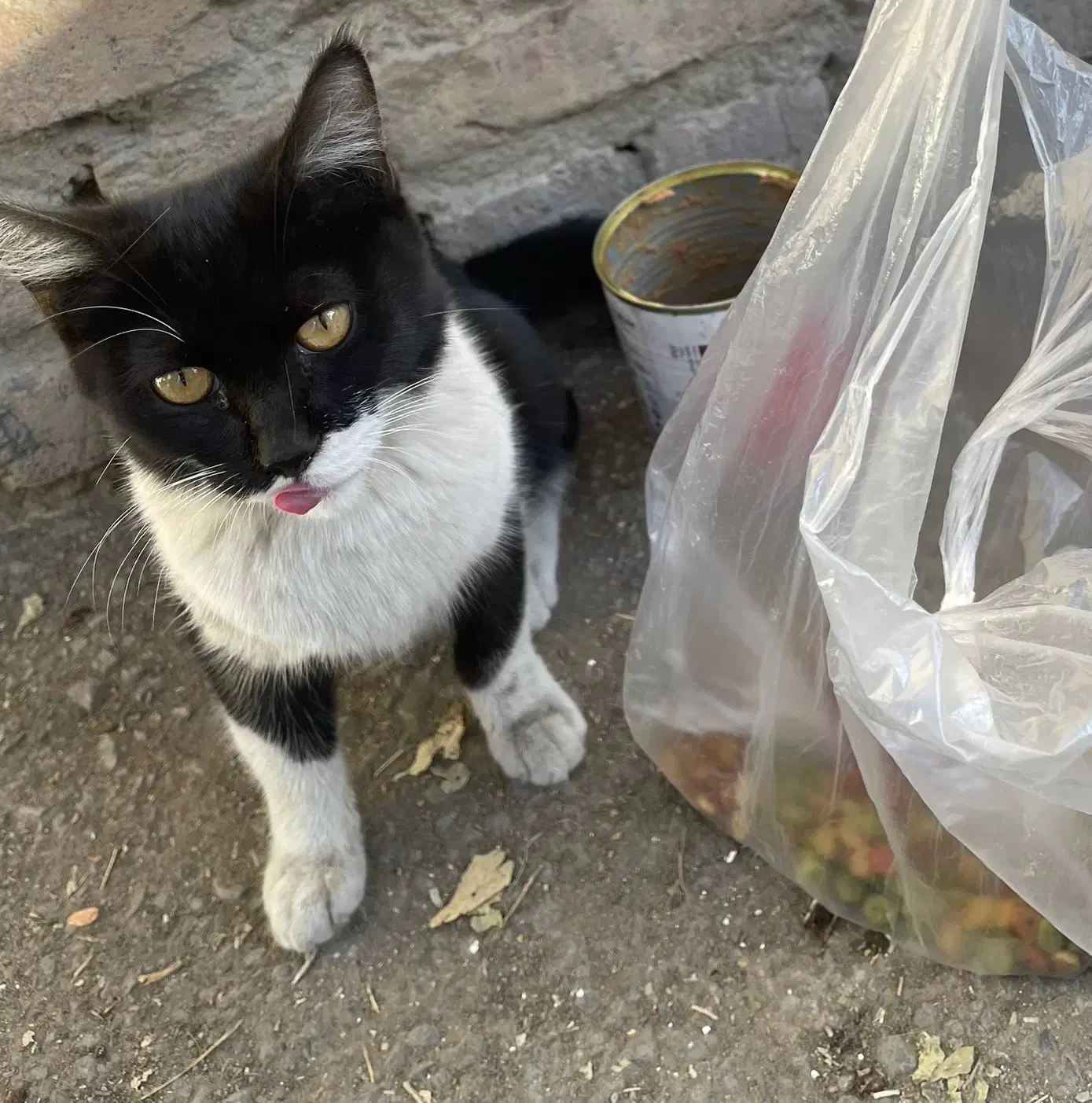 واگذاری گربه|گربه|کرج, کرج نو|دیوار