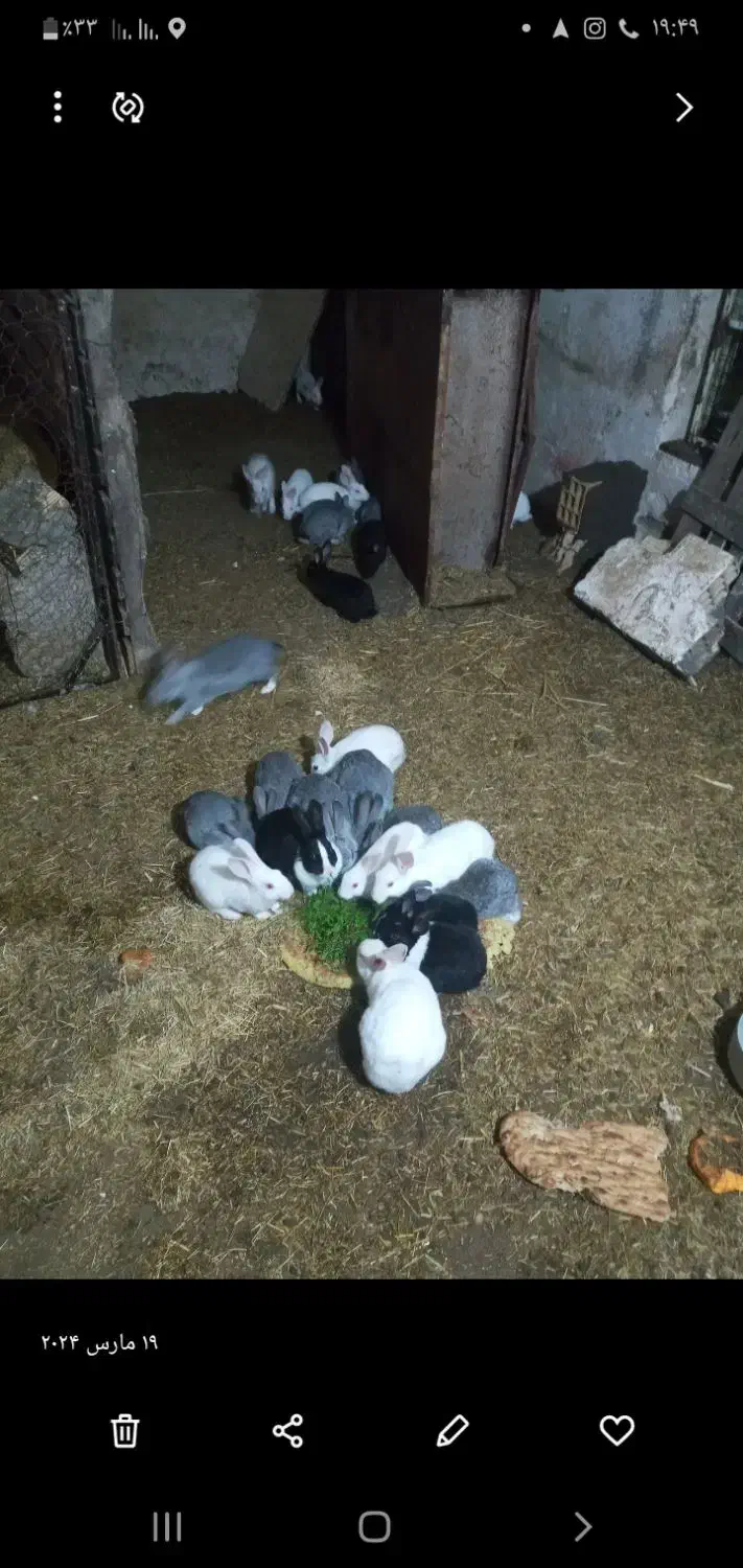 ۷عدد خرگوش|موش و خرگوش|بیله سوار, |دیوار