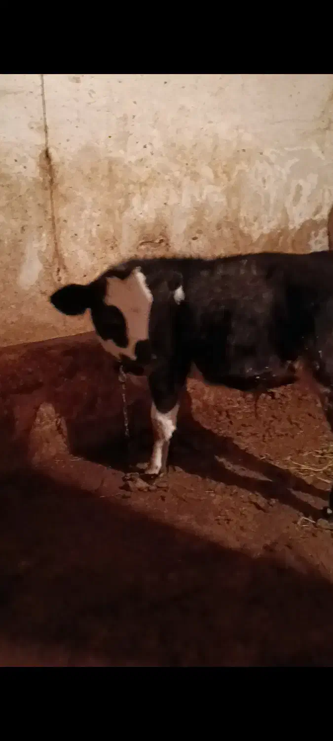 گوساله|حیوانات مزرعه|نظر کهریزی, |دیوار