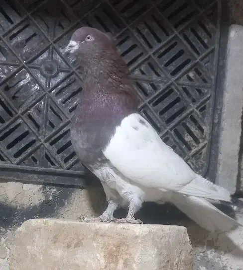 کبوتر بهبهانی|پرنده|مرودشت, رامجرد یک|دیوار