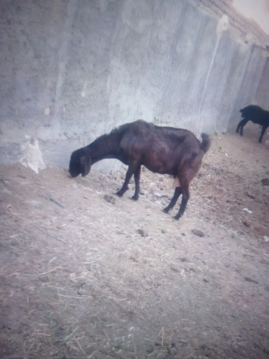 بز دورگ شیره ده الان نیم کیلو شیر میده13500|حیوانات مزرعه|ساوه, |دیوار