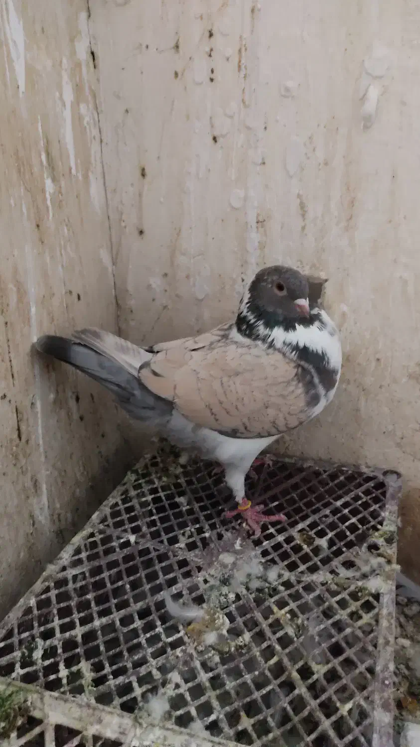 کفتر تهرانی پرشی و کینگ|پرنده|کرج, شهرک بنفشه|دیوار