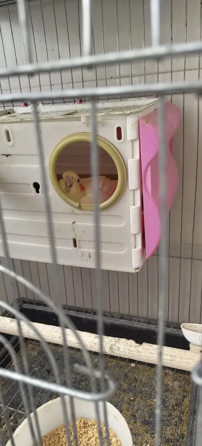 عروس هلندی|موش و خرگوش|سرپل ذهاب, |دیوار