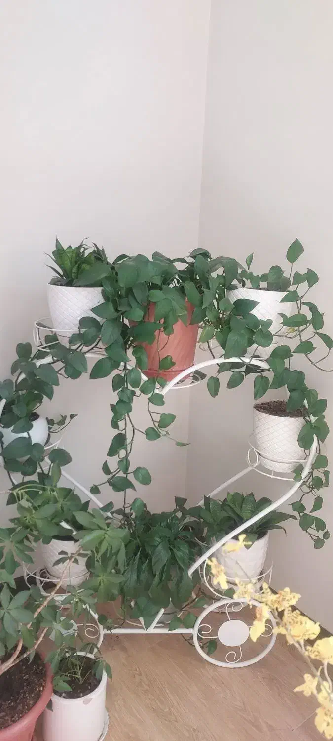 استند|کتابخانه، شلف، قفسه‌های دیواری|کرج, فاز ۳ گوهردشت|دیوار