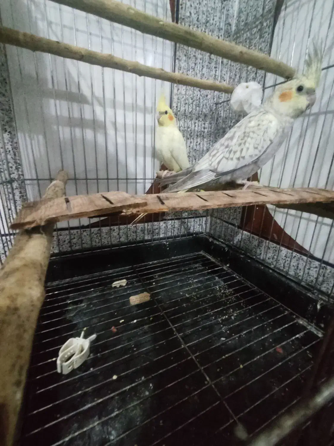 عروس هلندی|پرنده|خواف, |دیوار