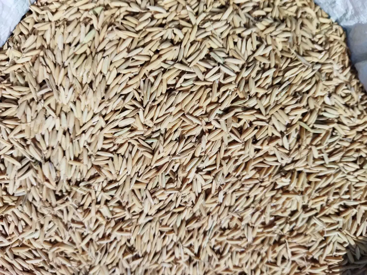 تیم بینج بذر شالی|حیوانات مزرعه|فریدون‌کنار, |دیوار