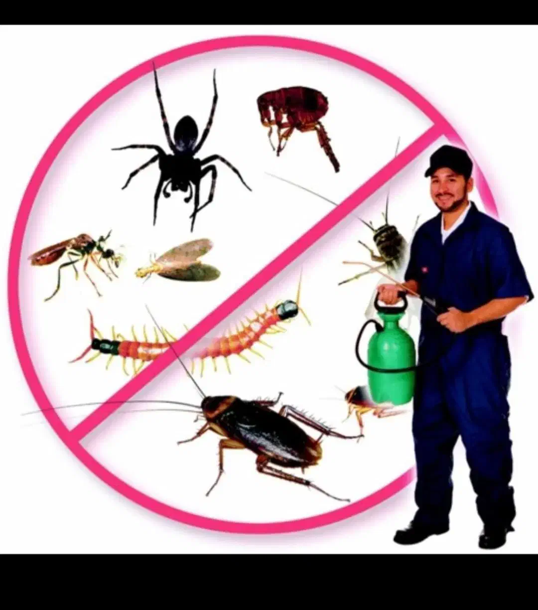 سمپاشی تضمینی|خدمات نظافت|ایلام, |دیوار