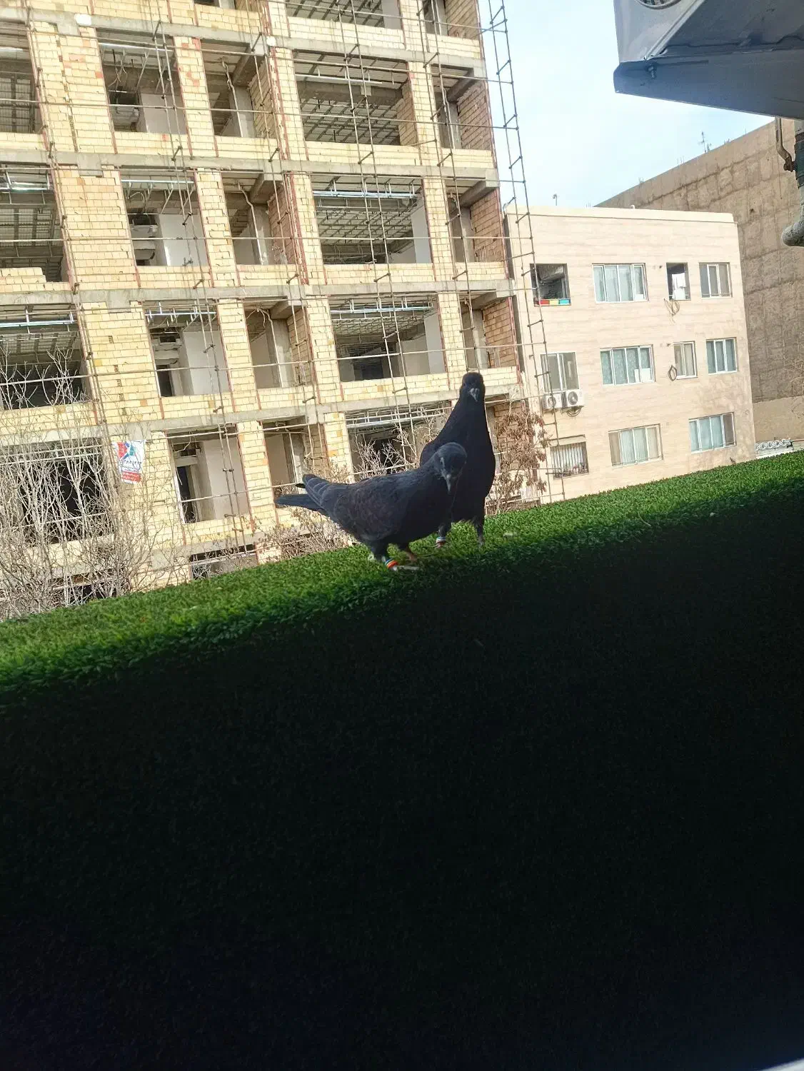 کبوتر گمشده|حیوانات|محمدشهر, شهرک چمران|دیوار