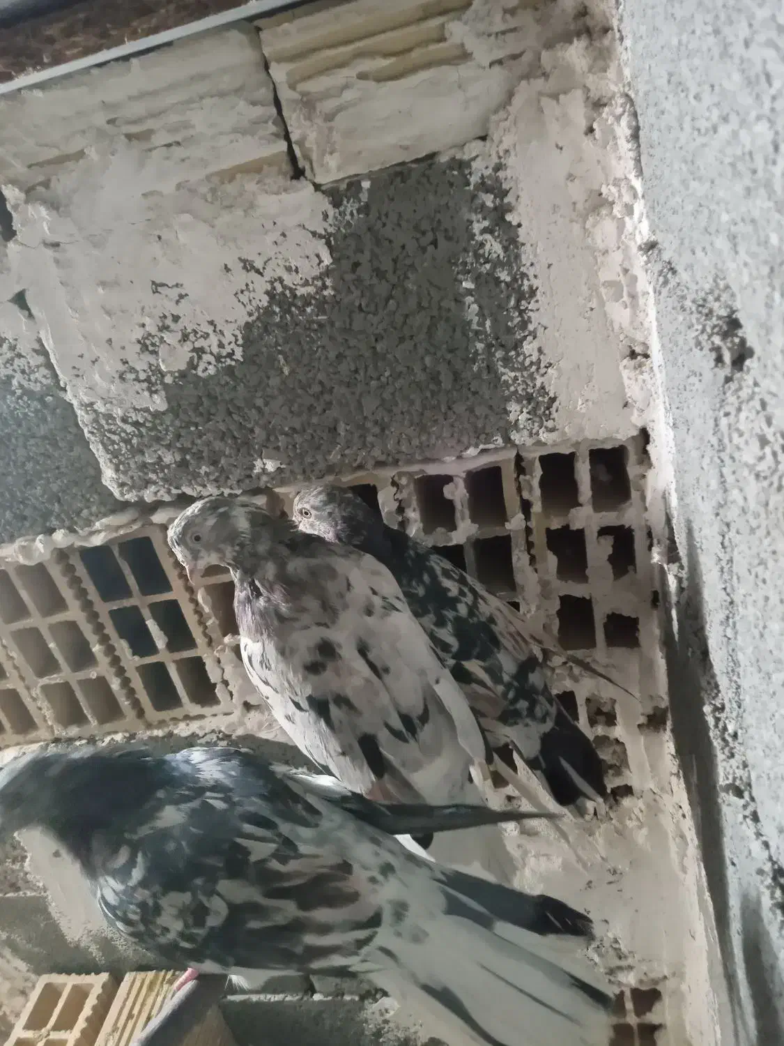 کفتر جفتی ۱۸۰۰|پرنده|صباشهر, |دیوار