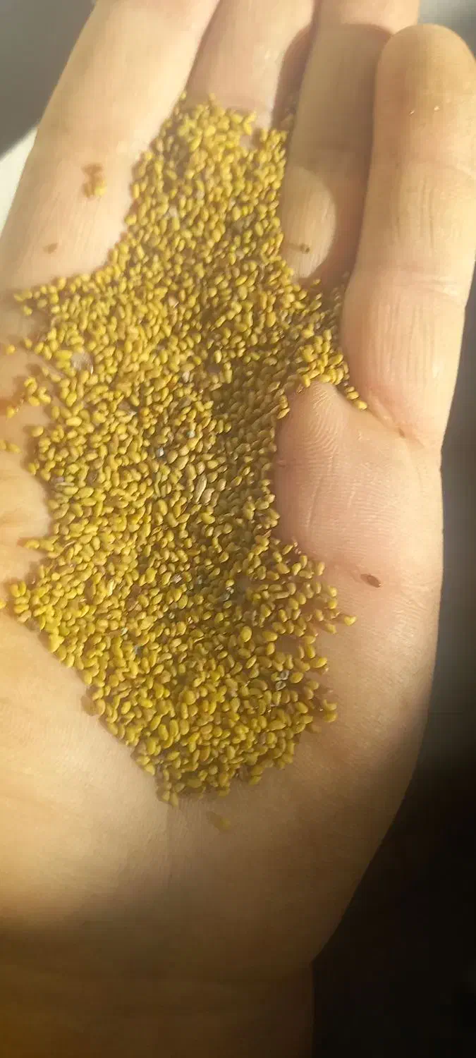 فروش بذریونجه اصل همدان|عمدهفروشی|قشلاق دشت, |دیوار