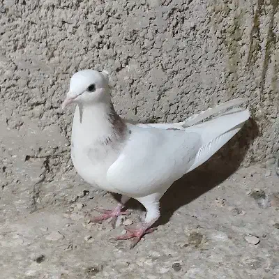 دوتا کفتر طوقی ماده|پرنده|برخوار, |دیوار