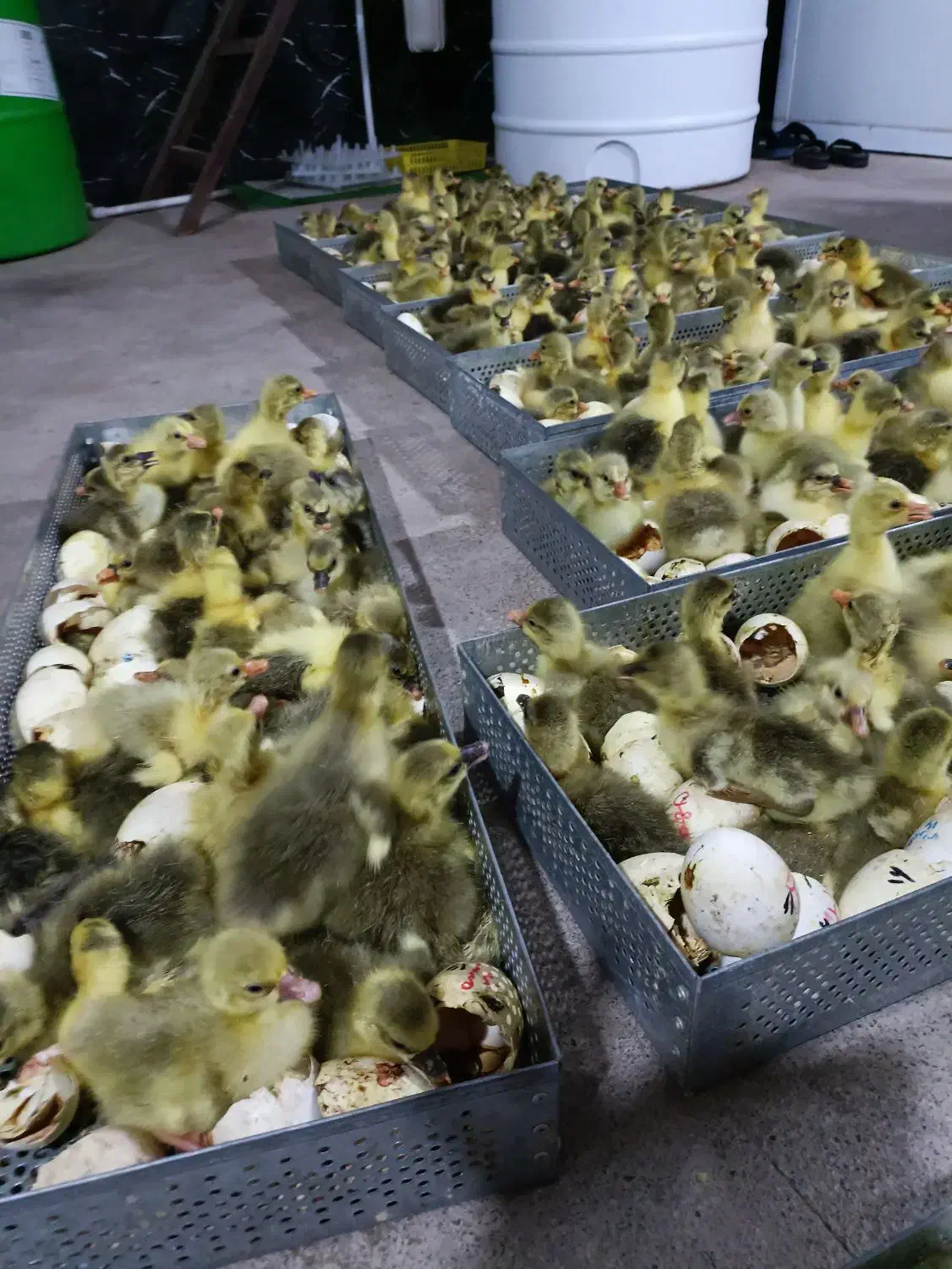 خریدار همه روز جوجه غاز تعداد بالا|حیوانات مزرعه|قائم‌شهر, |دیوار