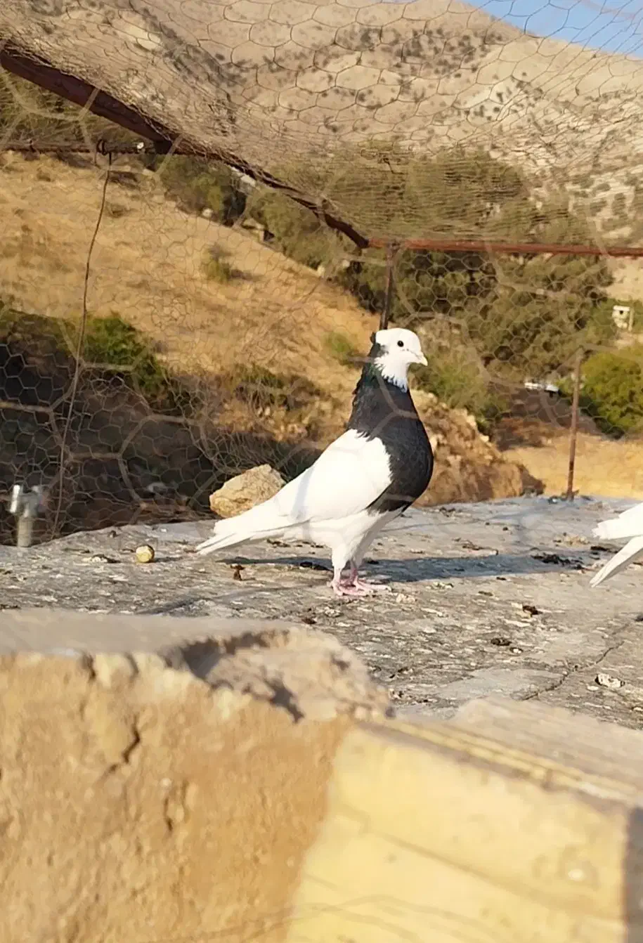 طوق سیاه ماده|پرنده|شیراز, گویم|دیوار