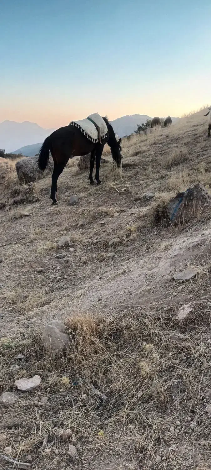 اسب مادیون|اسب و تجهیزات اسبسواری|خرمآباد, |دیوار