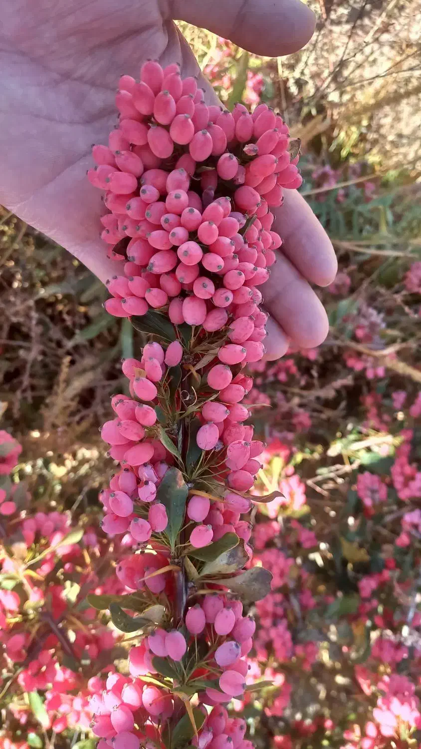 زرشک تازه|عمدهفروشی|قائن, |دیوار