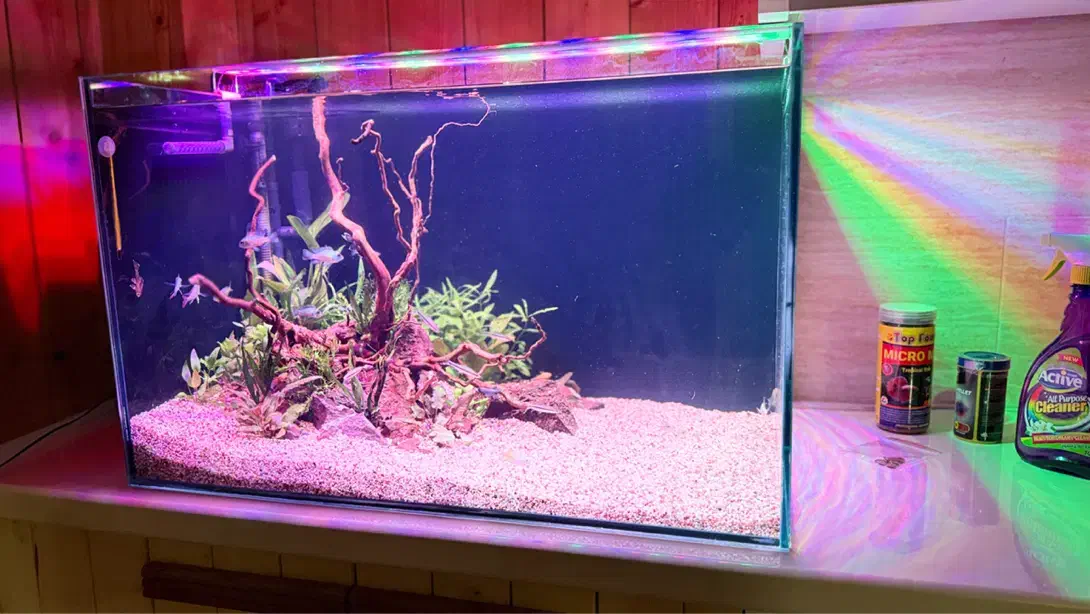 شیشه آکواریوم ریملس|ماهی|رشت, نامجو|دیوار