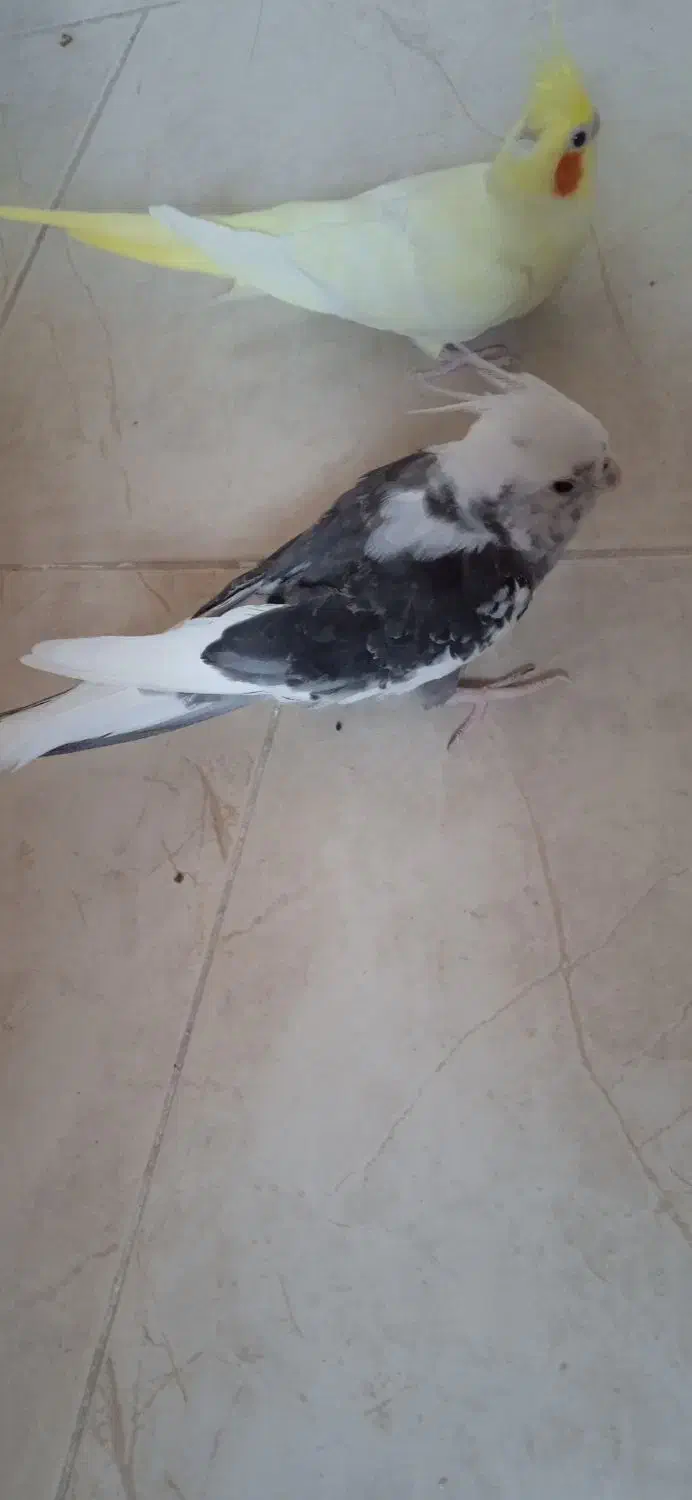 یک جفت عروس هلندی مولد|پرنده|خورموج, |دیوار