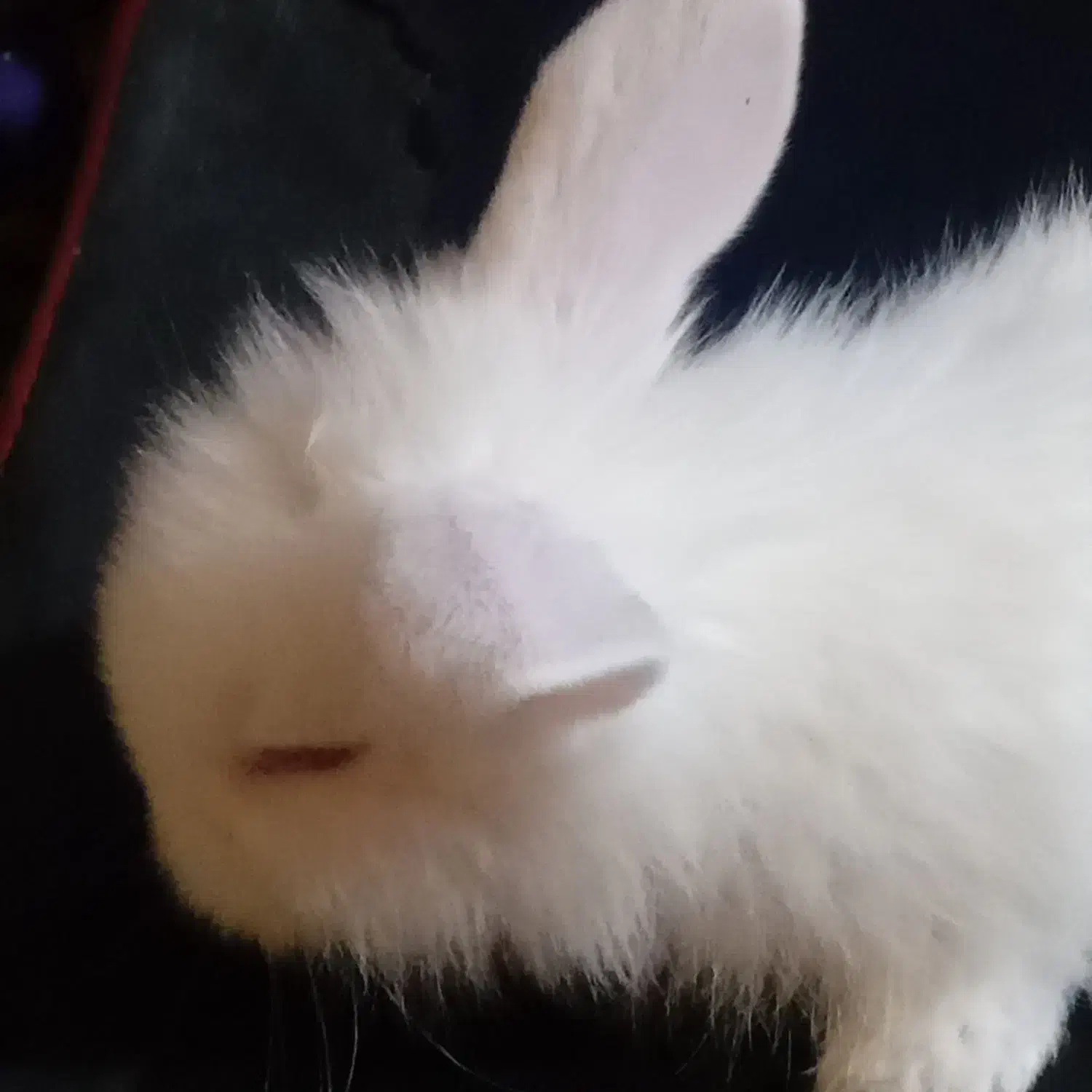 بچه خرگوش لوپ البینو|موش و خرگوش|تهران, جمالزاده|دیوار