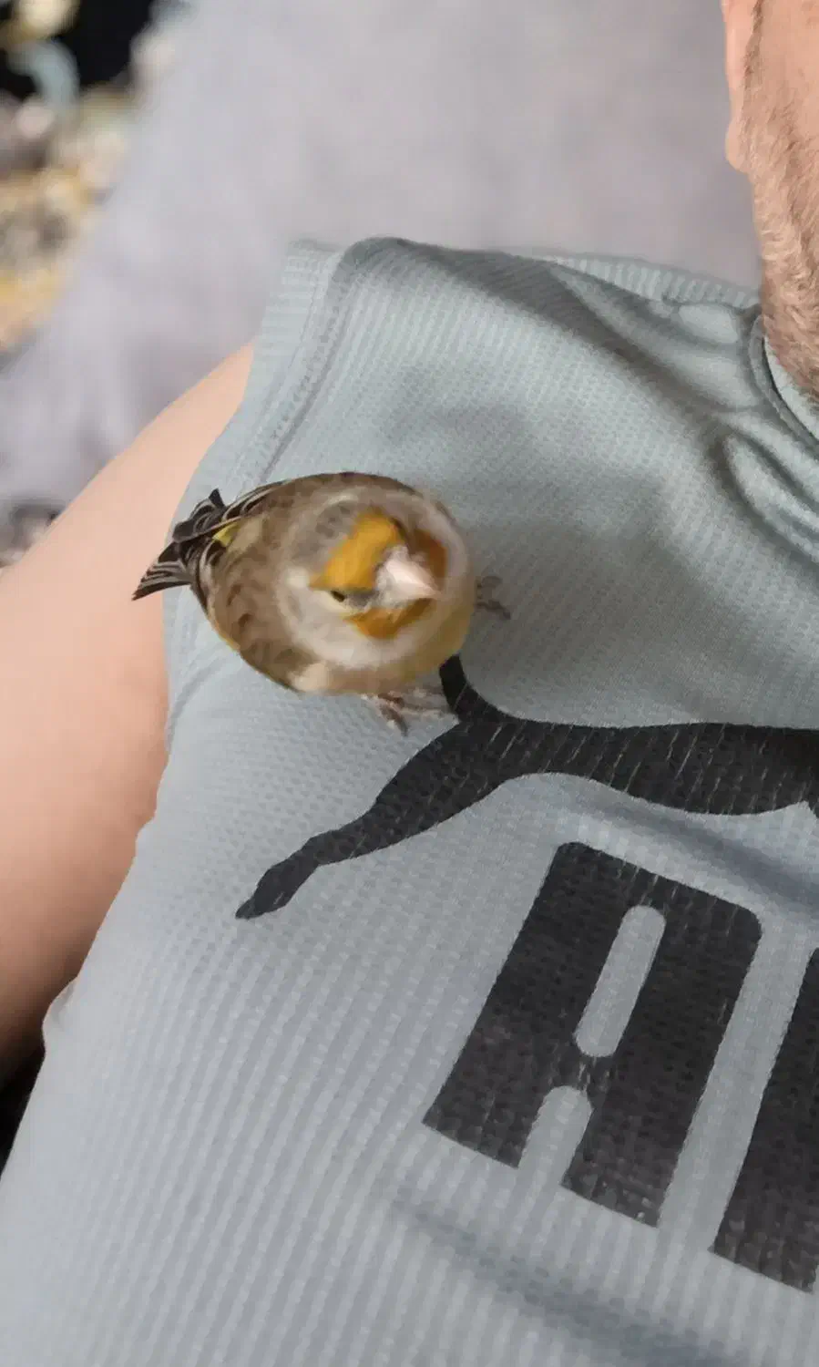 سهره قناری دستی|پرنده|اندیشه, اندیشه فاز ۲|دیوار