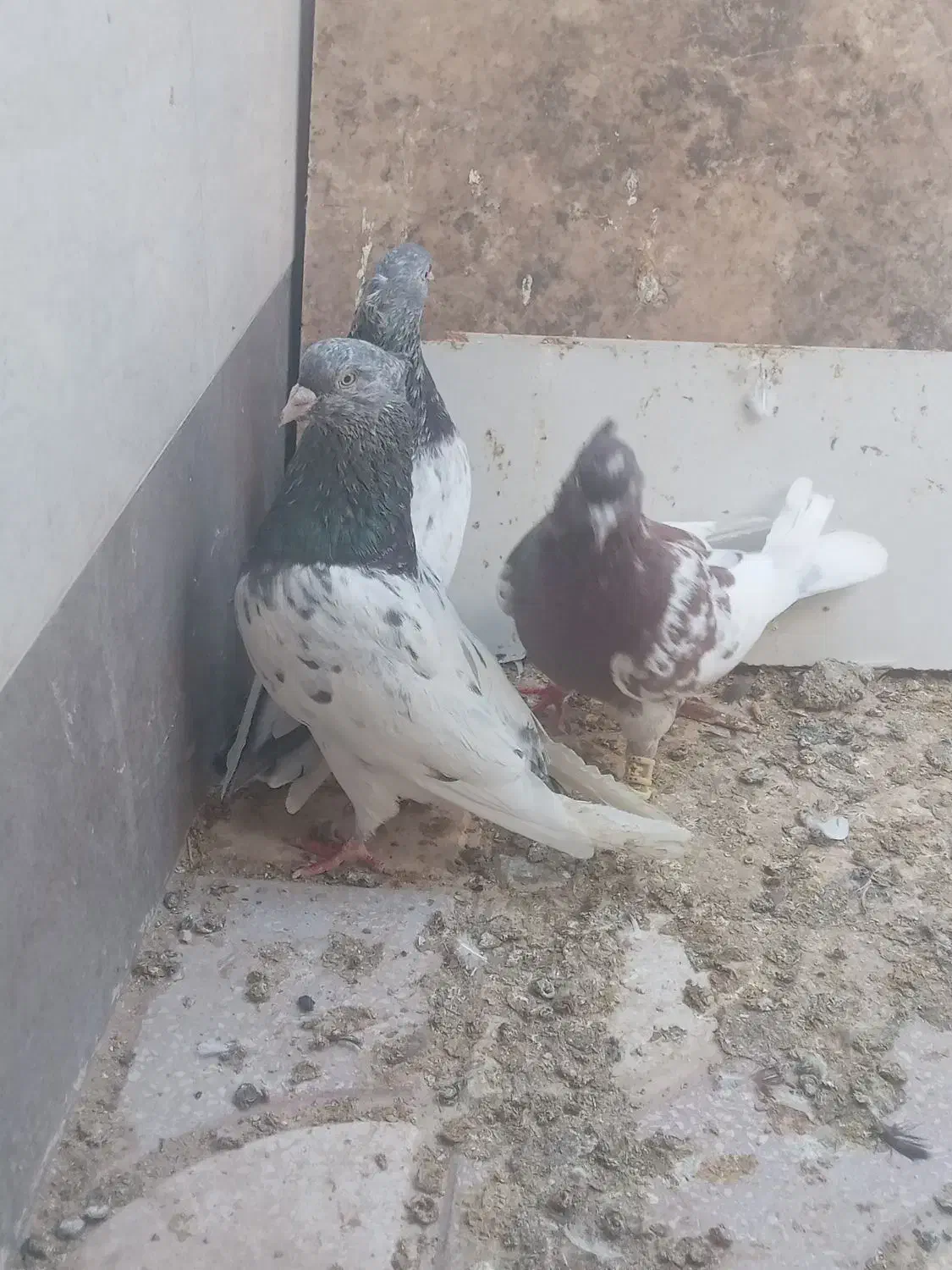 کبوتر|پرنده|شیراز, کرونی(خاتونک)|دیوار