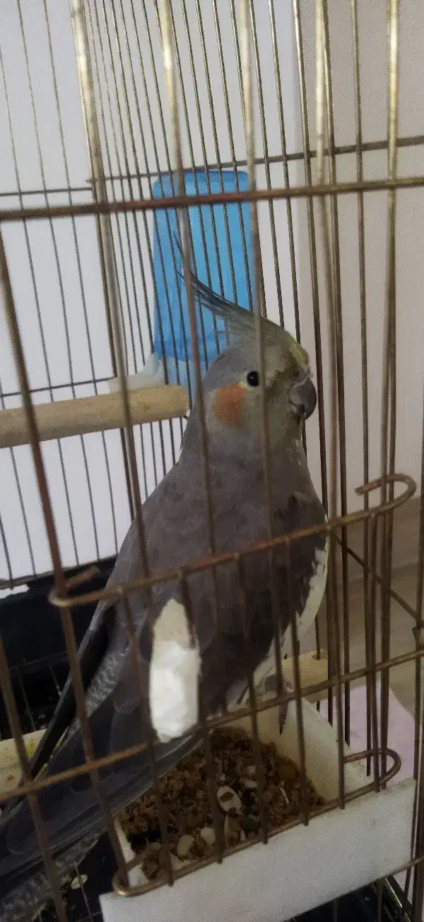 عروس هلندی|پرنده|شاهین دژ, |دیوار