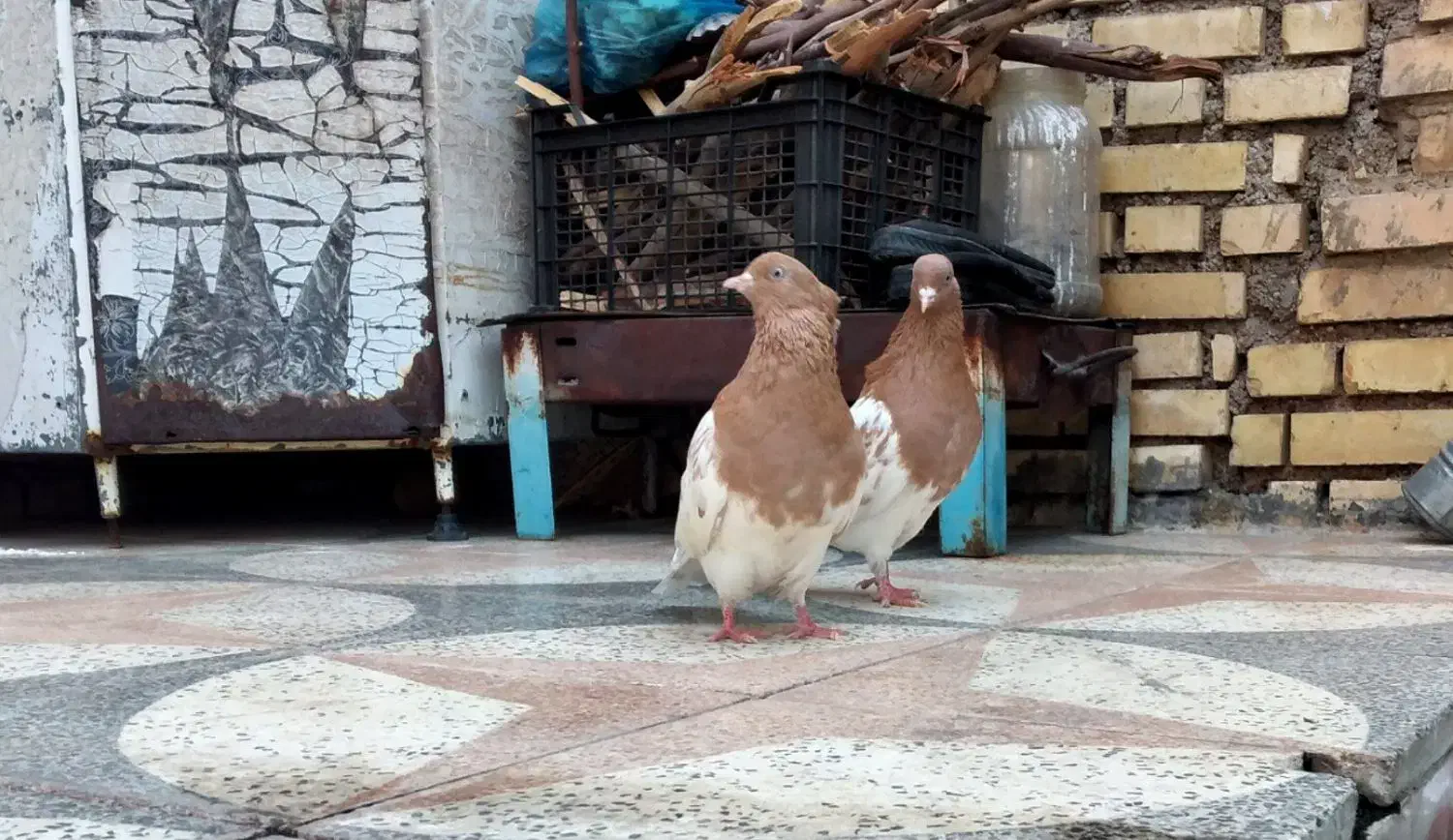 کله پرتقالی|پرنده|شوشتر, |دیوار