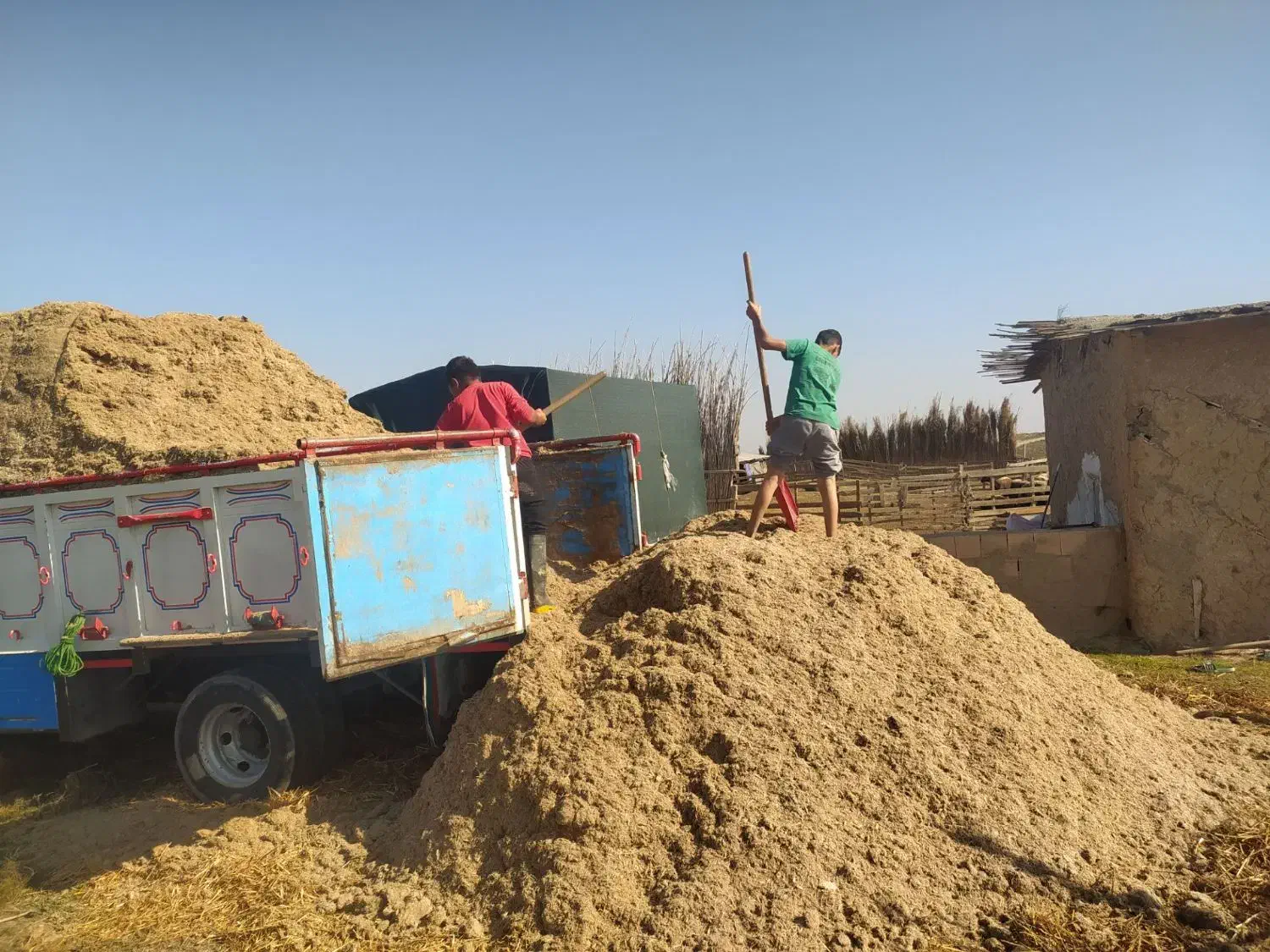 کاه نیشکر|حیوانات مزرعه|گنبد کاووس, |دیوار