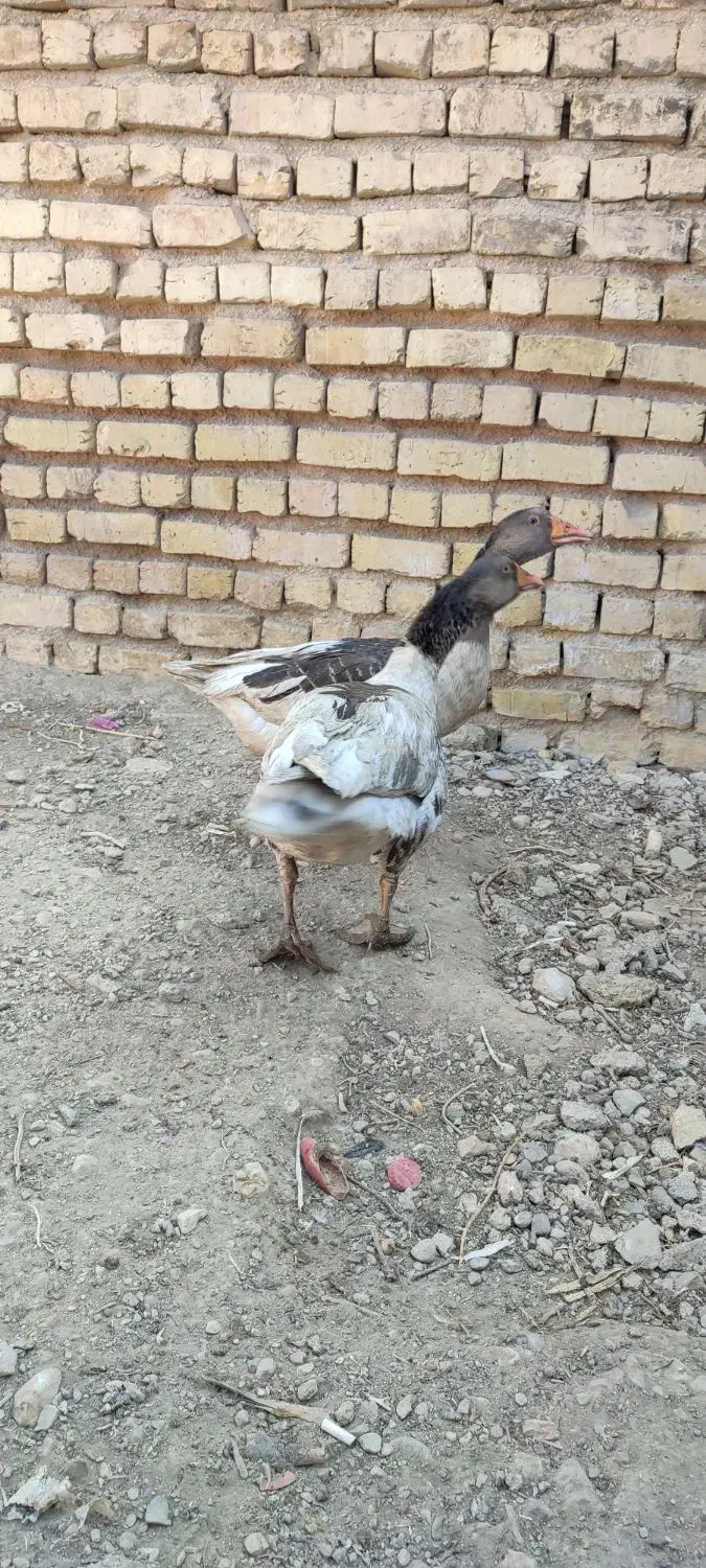 محلی غاز|حیوانات مزرعه|شیراز, پودنک|دیوار