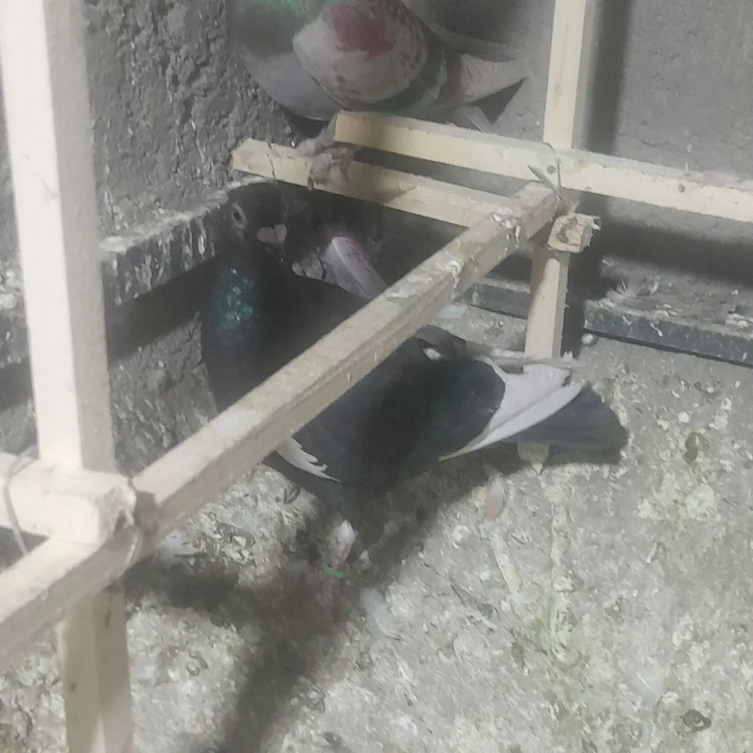 کفتر فروشی|پرنده|قزوین, |دیوار