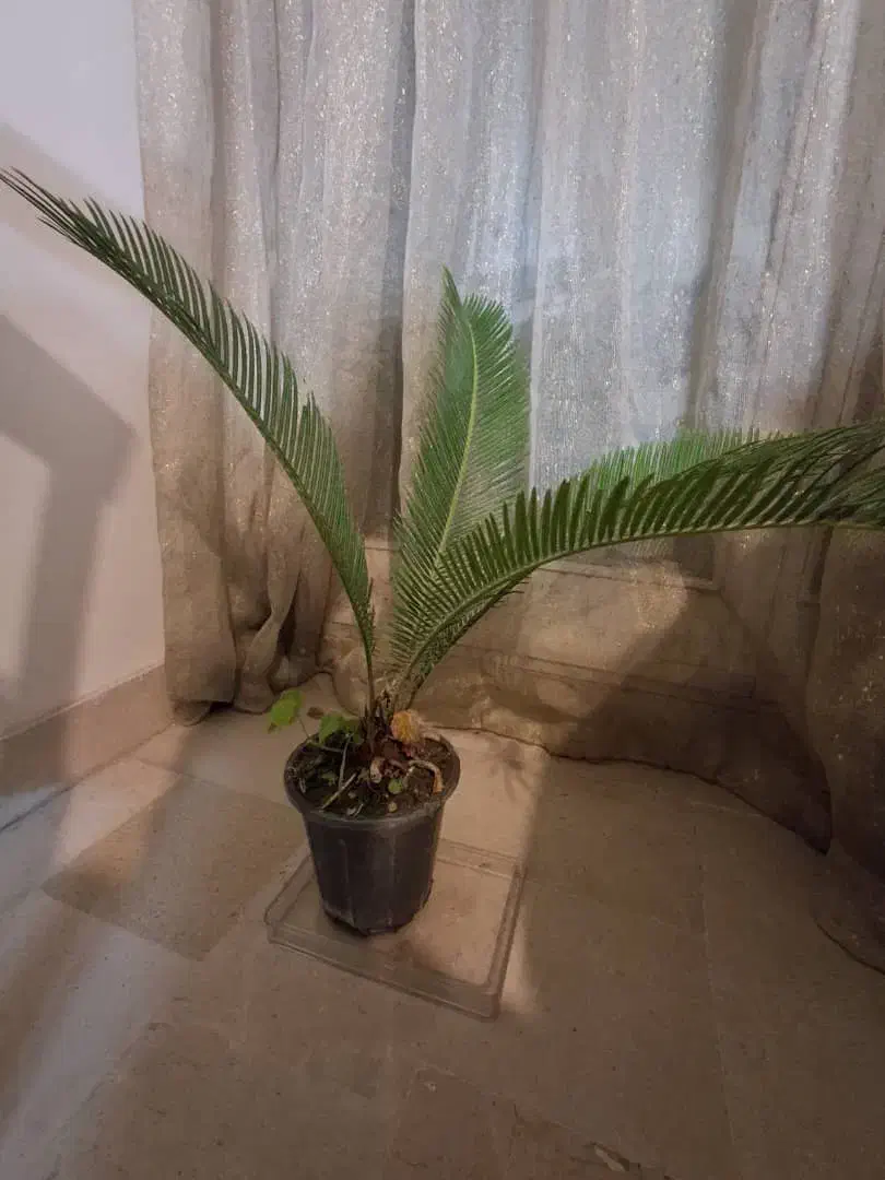 گل وگیاه|گل و گیاه طبیعی|تهران, تهرانسر مرکزی|دیوار