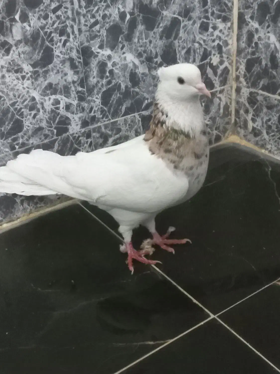 طوقی هفت رنگ|پرنده|مسجد سلیمان, |دیوار