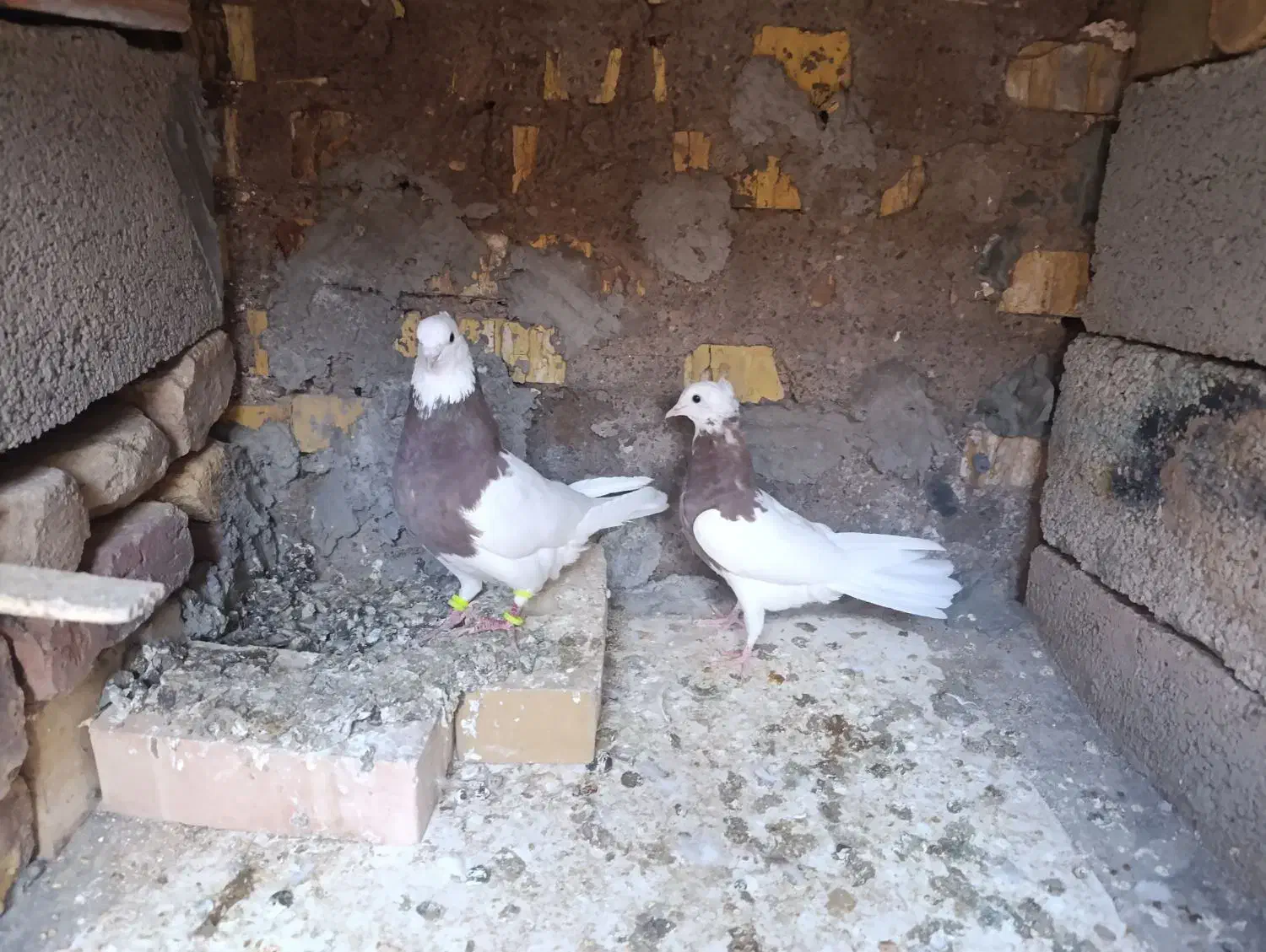 جفت طوقی|پرنده|رفسنجان, |دیوار