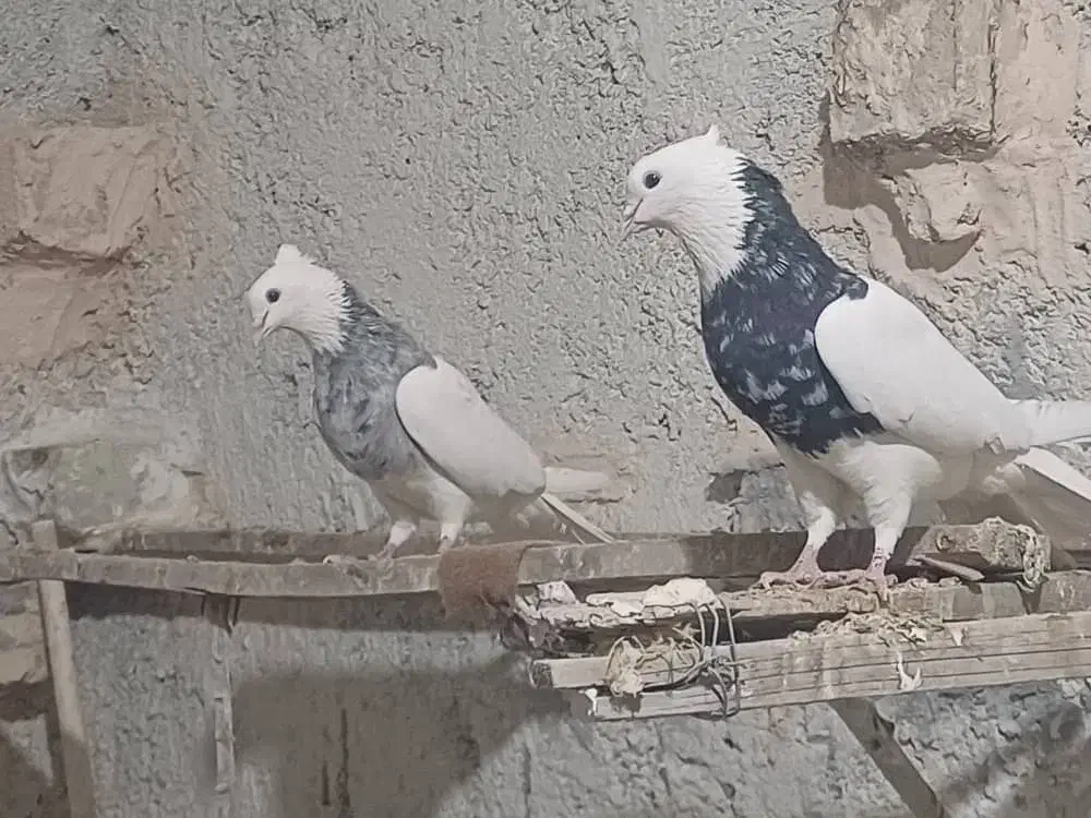 کبوتر‌طوقی|پرنده|حمیدیا, |دیوار