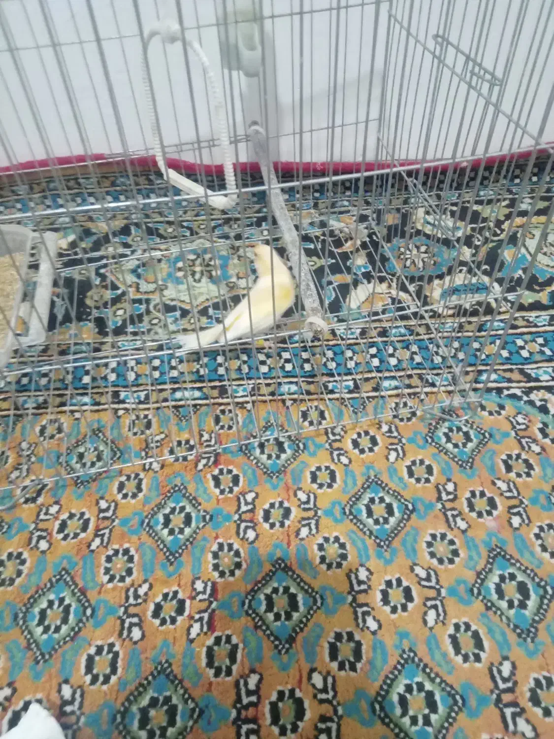 قناری|پرنده|پارسآباد, |دیوار