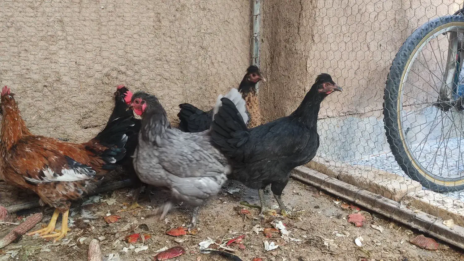 مرغ بومی|حیوانات مزرعه|حبیب آباد, |دیوار