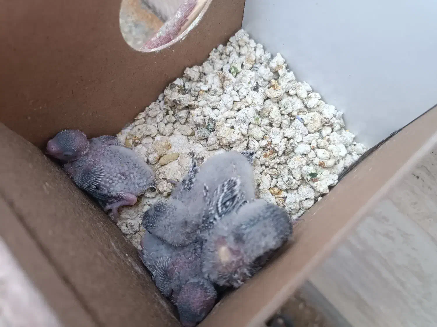 دو جفت جوجه انگلیسی گرید بالا آماده دستی شدن|پرنده|خواف, |دیوار