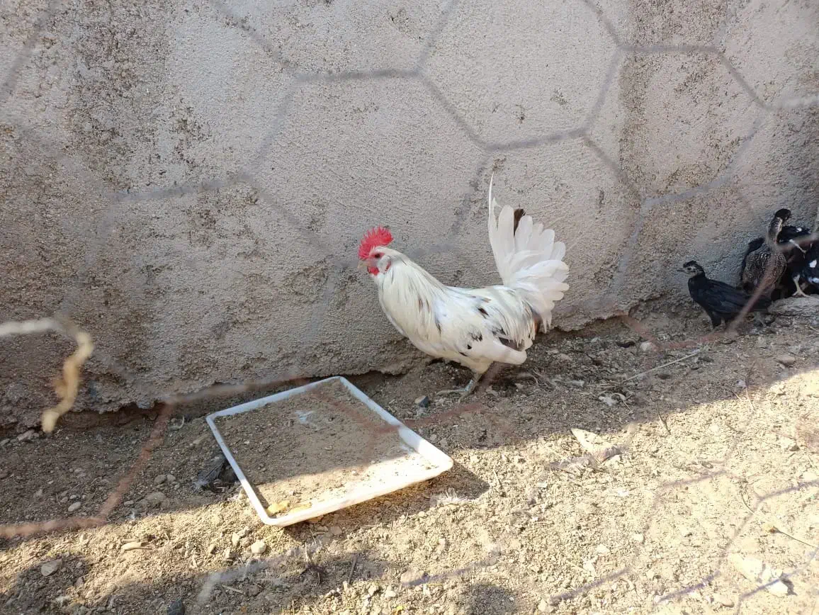 مرغ و خروس پاکر|حیوانات مزرعه|آبپخش, |دیوار