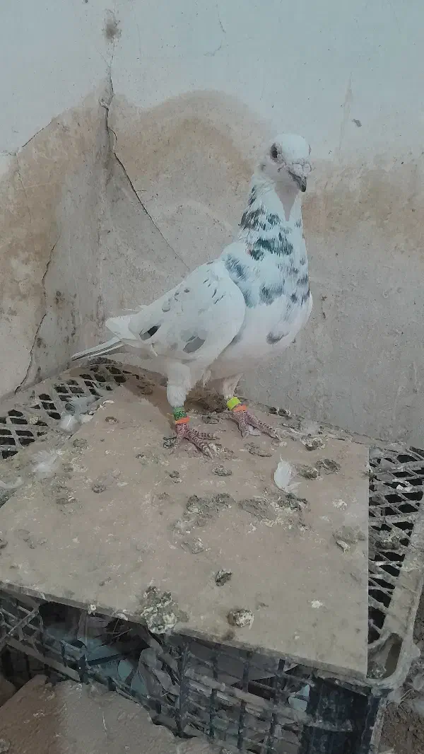 کفتر .سبز. سار هفترنگ ‌.سار سرخ|پرنده|کاشمر, |دیوار