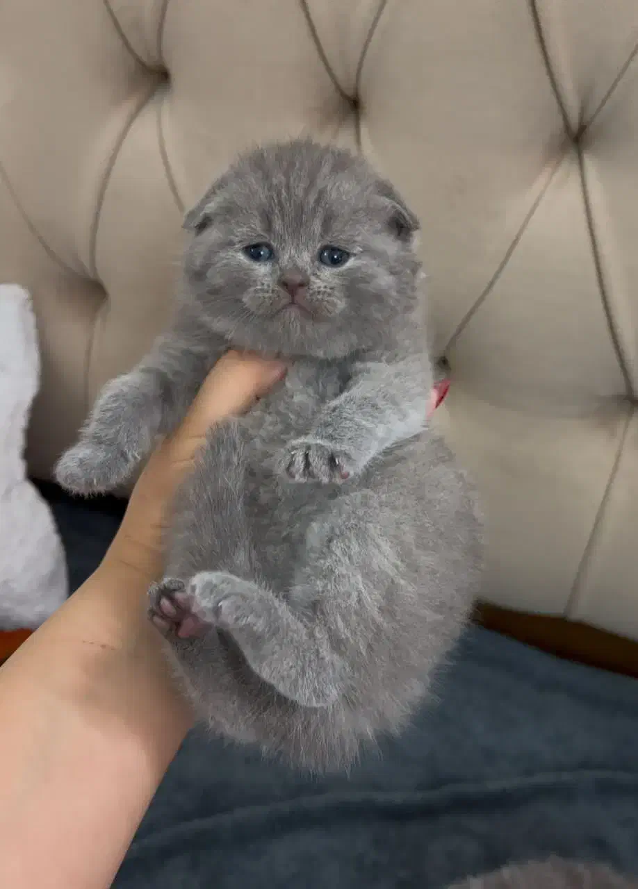 زیباترین گربه‌های خونگی با تربیت عالی|گربه|یزد, |دیوار