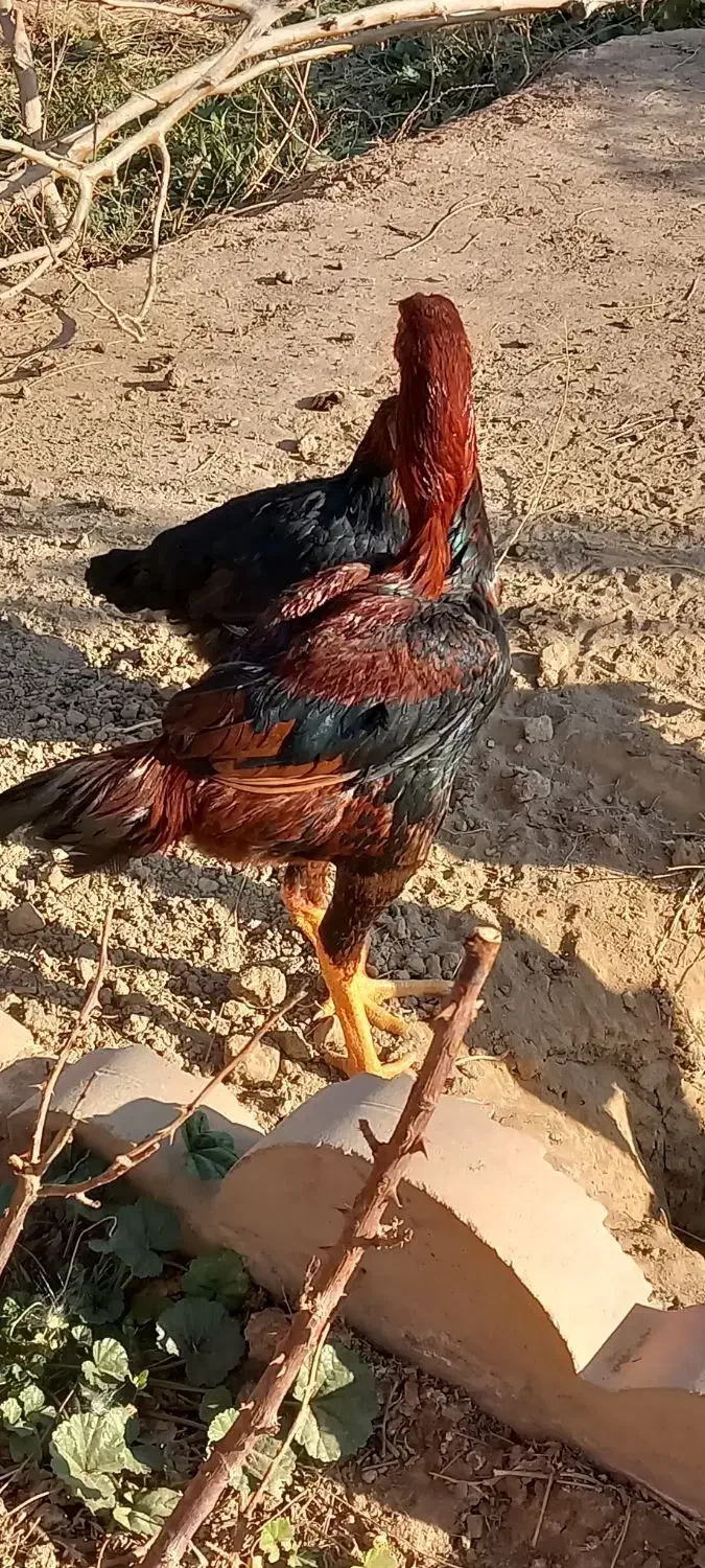 مرغ و خروس لاری|حیوانات مزرعه|شاهرود, |دیوار