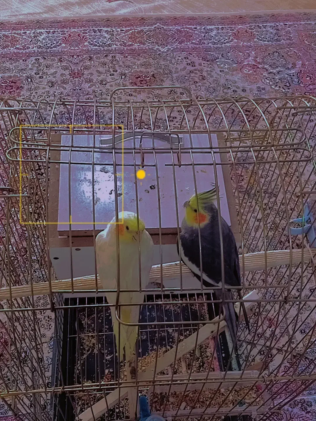 عروس هلندی|پرنده|نقده, |دیوار